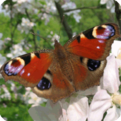 ein Tagpfauenauge aus unserem Garten